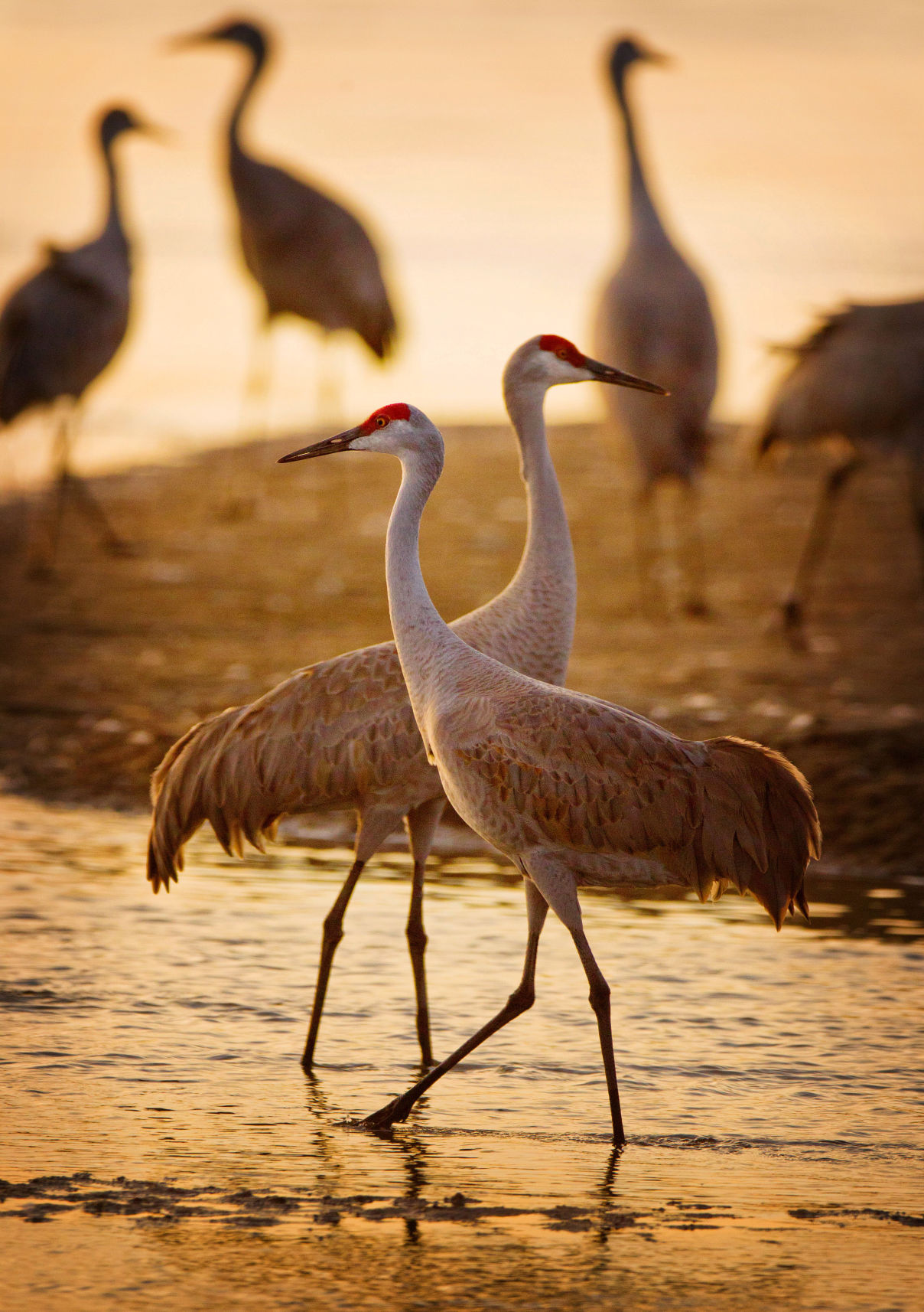 sandhill cranes